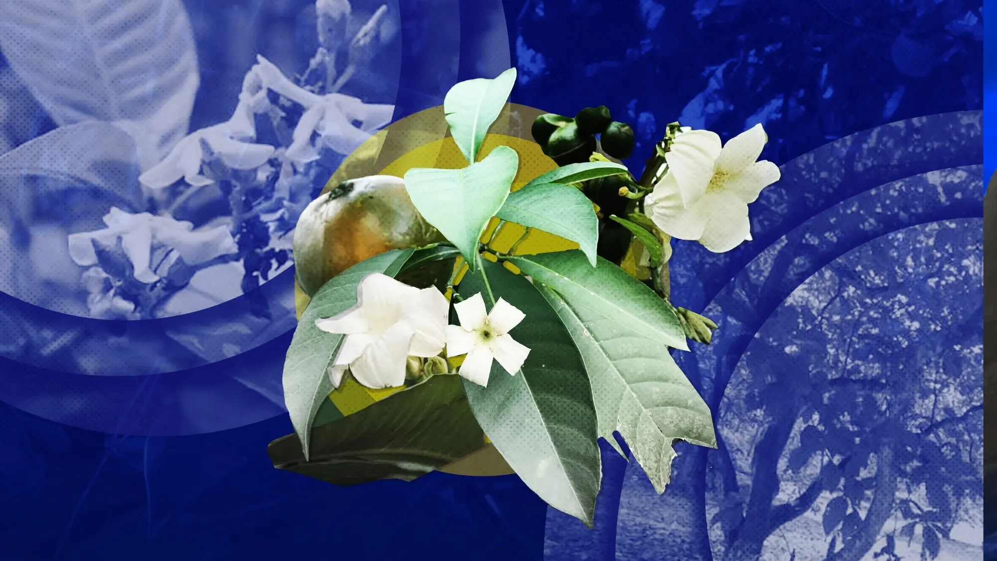 From folklore to frontline: Unlocking the anticancer potential of Voacanga globosa